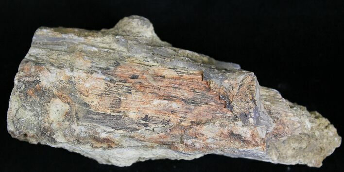 Unpolished Petrified Wood Limb - Blue Forest #28953